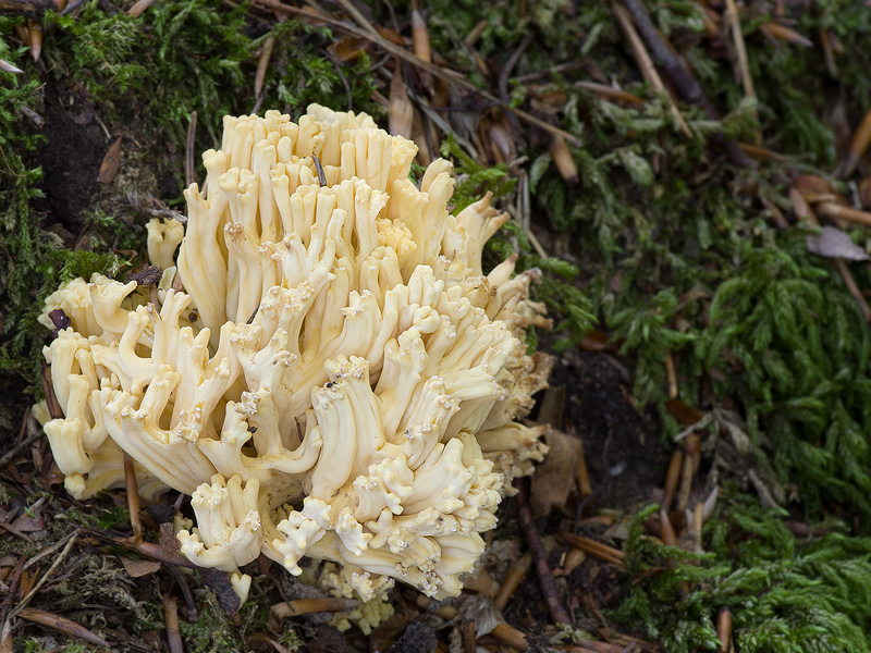 Ramaria lutea